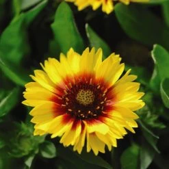Gaillardia Aristata 'Arizona Sun' -Dobies 203505b