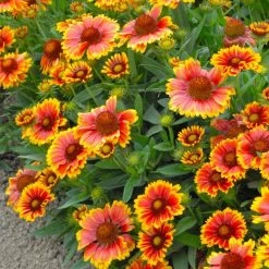 Gaillardia Aristata 'Arizona Sun' -Dobies 203505c