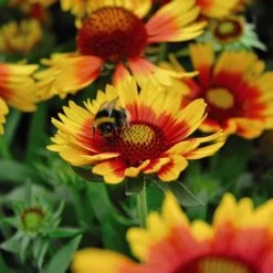 Gaillardia Aristata 'Arizona Sun' -Dobies 203505d1