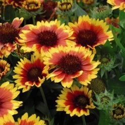 Gaillardia Aristata 'Arizona Sun' -Dobies 203505e1