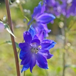 Delphinium Plants - Blue Bird