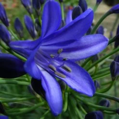Agapanthus 'Northern Star' -Dobies 203543 203190 202073d