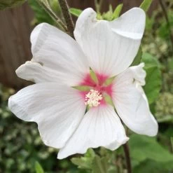 Dobies -Dobies 203595a