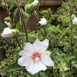 Lavatera X Clementii 'Barnsley Baby' -Dobies 203595b