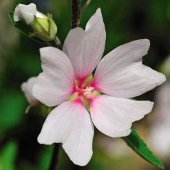 Lavatera X Clementii 'Barnsley Baby' -Dobies 203595c