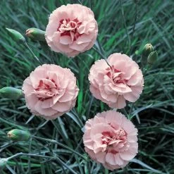 Dianthus 'Doris' -Dobies 203655A1