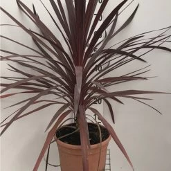 Cordyline 'Red Star' -Dobies 203820 200860A