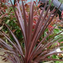 Cordyline 'Red Star' -Dobies 203820 200860B