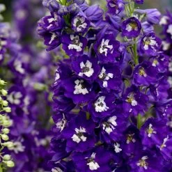 Delphinium Plants - Dark Blue & White Bee -Dobies 203894 a