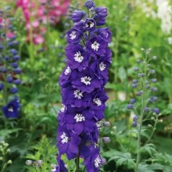 Delphinium Plants - Dark Blue & White Bee -Dobies 203894 b