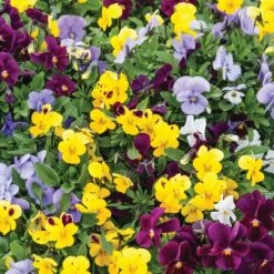 Viola Plants - Autumn Jewels Mixed