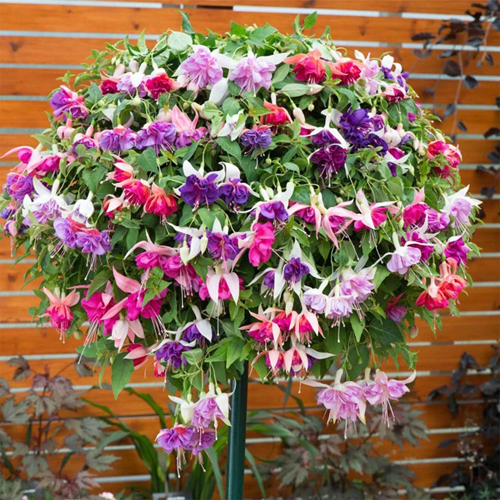 Fuchsia Giant-Flowered Collection 6 Fuchsia Giant-Flowered Collection - Image 6