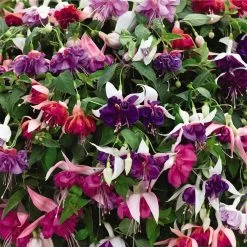 Fuchsia Giant-Flowered Collection 13 Fuchsia Giant-Flowered Collection -Dobies 204033 200697 98b