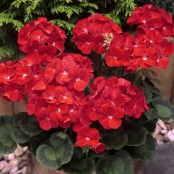 Geranium 'Best Red' F1 Hybrid -Dobies 204037 41 42 43a