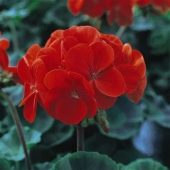 Geranium 'Best Red' F1 Hybrid -Dobies 204037 41 42 43c
