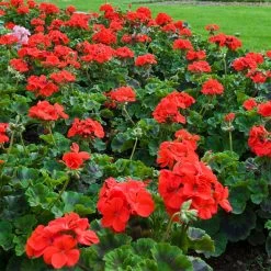 Geranium 'Best Red' F1 Hybrid -Dobies 204037 41 42 43e