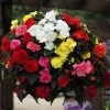 Begonia 'Nonstop Mixed'