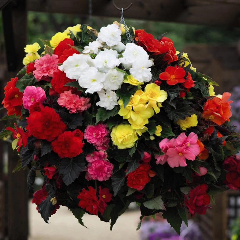 Begonia 'Nonstop Mixed' 1 Begonia 'Nonstop Mixed'