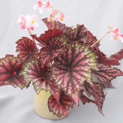 Begonia Plant - Star Bright