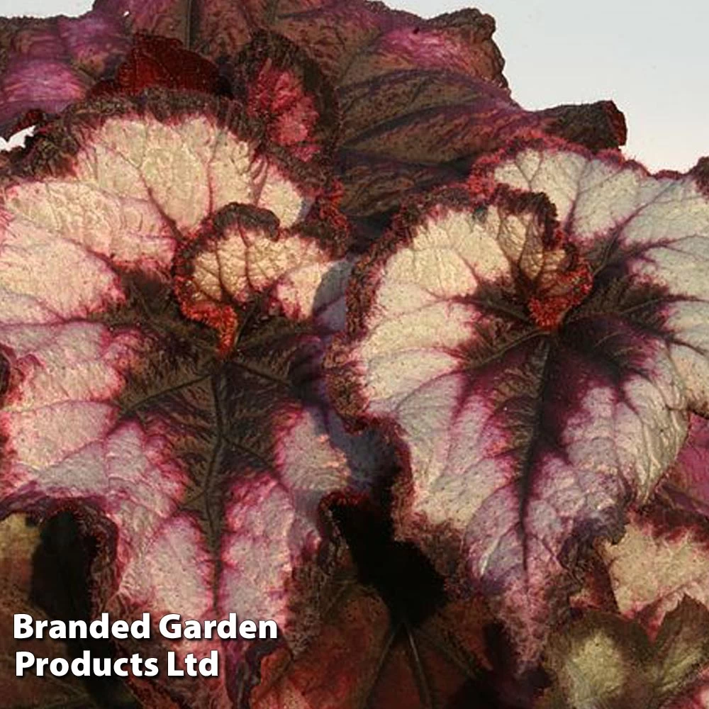 Begonia Blackberry Swirl 1 Begonia Blackberry Swirl