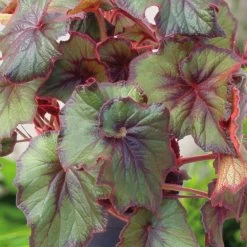 Begonia Plant - Curly Fireflush