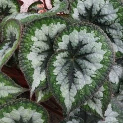 Begonia Emerald Giant