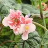 Begonia Plant - Metallica