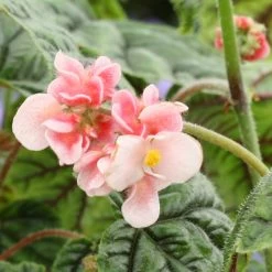 Begonia Plant - Metallica