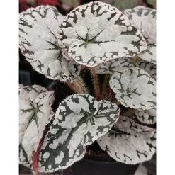 Begonia Plant - Silver Lace -Dobies 249505