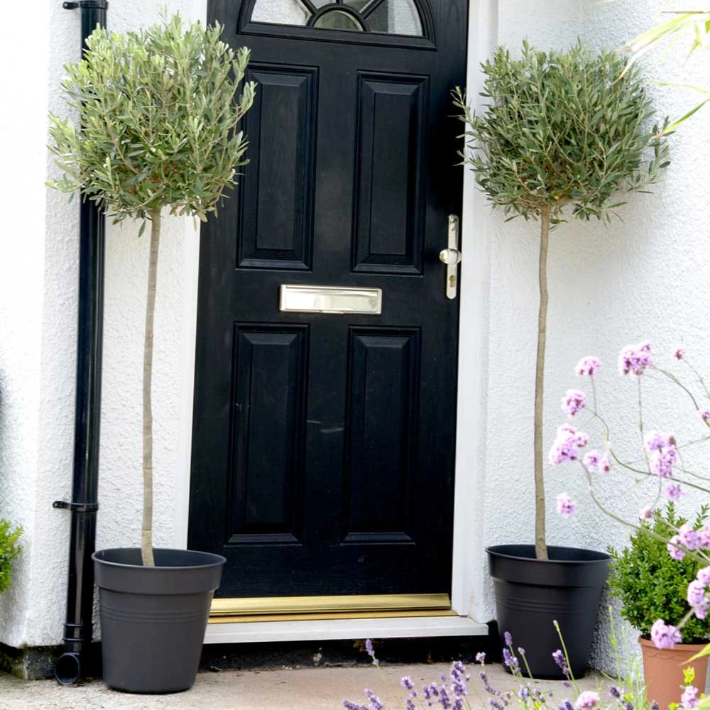 Olive Tree (Standard) 1 Olive Tree (Standard)