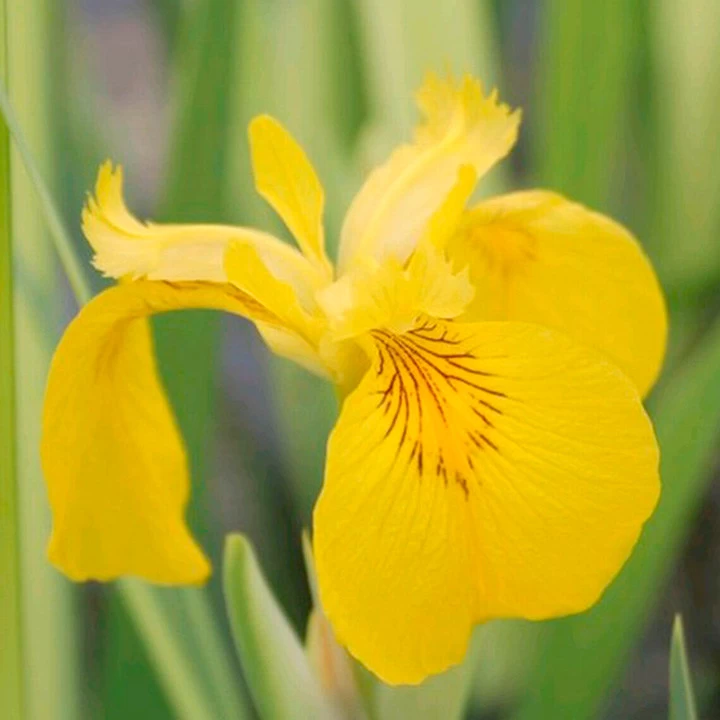 Iris Pseudacorus Variegata 1 Iris Pseudacorus Variegata