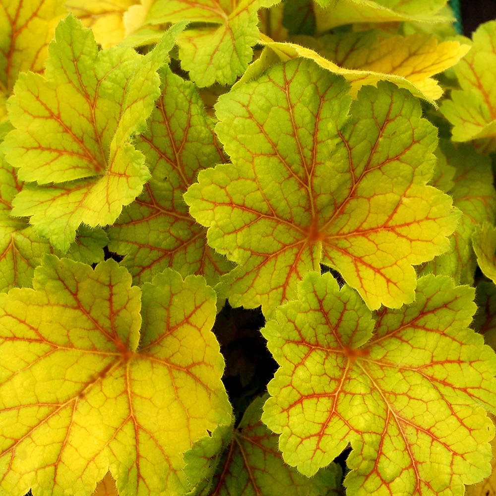 Heuchera Plant - Electra 2 Heuchera Plant - Electra - Image 2
