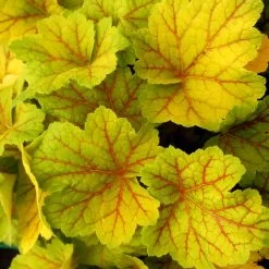 Heuchera Plant - Electra 5 Heuchera Plant - Electra -Dobies 265473B