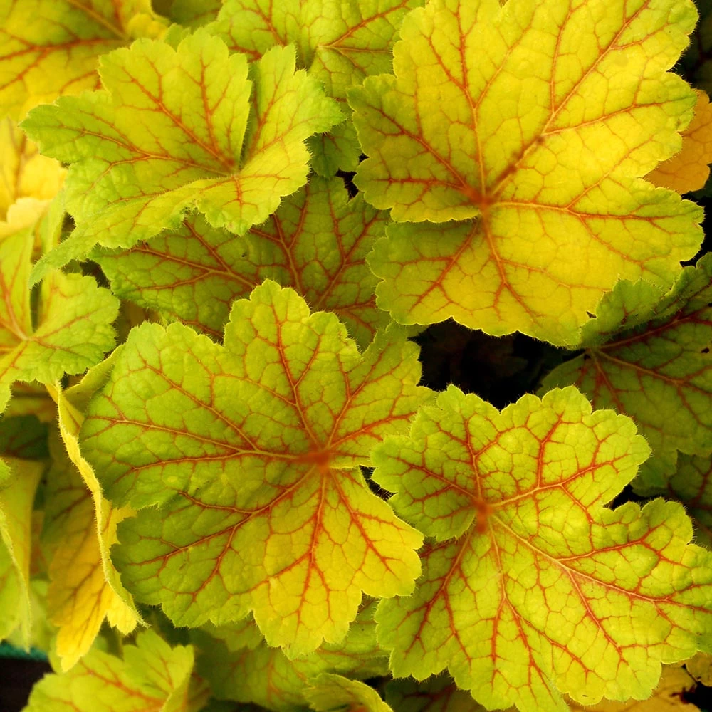 Heuchera Plant - Electra 3 Heuchera Plant - Electra - Image 3