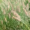 Pennisetum 'Hameln'