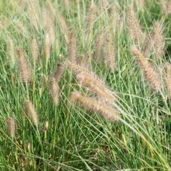Pennisetum 'Hameln'