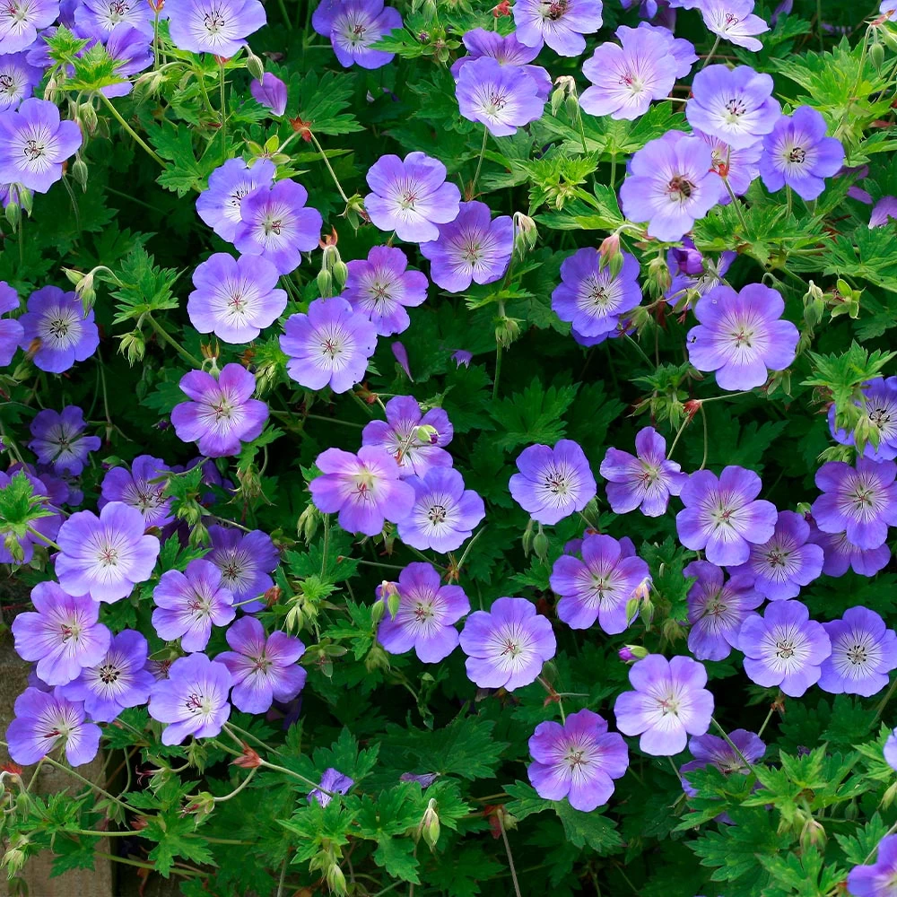 Geranium 'Rozanne' 1 Geranium 'Rozanne'