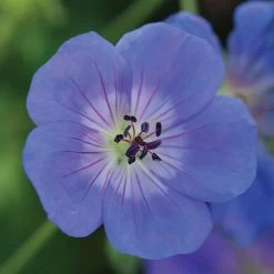 Geranium 'Rozanne' 14 Geranium 'Rozanne' -Dobies 46226 a