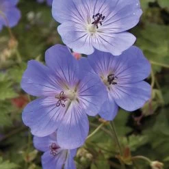 Geranium 'Rozanne' 17 Geranium 'Rozanne' -Dobies 46226 b