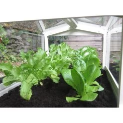 Long Cloche -Dobies 505352a