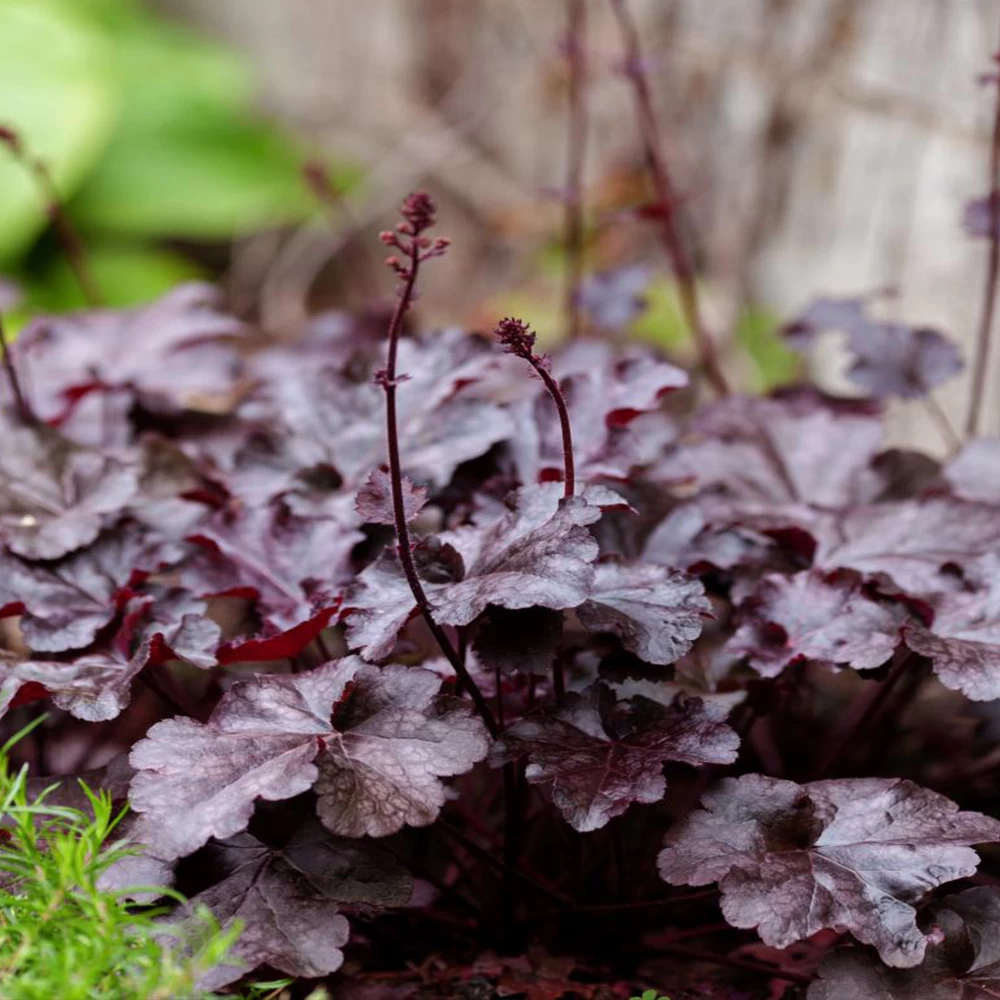 Heuchera Villosa 'Palace Purple' 1 Heuchera Villosa 'Palace Purple'