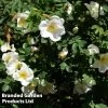 Rosa Rugosa 'Alba'