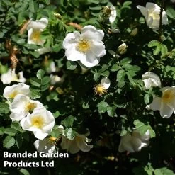 Rosa Rugosa 'Alba'