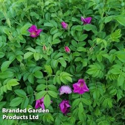Rose Rugosa 'Rubra' (Species Shrub Rose) -Dobies 59373 ROSE RUGRUBRA B