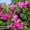 Rose Rugosa 'Rubra' (Species Shrub Rose)