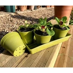 Bamboo & Rice Pots And Saucers – Sage Green