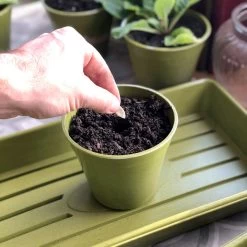 Bamboo & Rice Pots And Saucers – Sage Green -Dobies 597074y