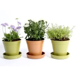 Bamboo & Rice Pots And Saucers – Sage Green -Dobies 597076z