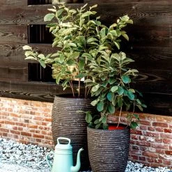 Deluxe Vase Row - Olive Green