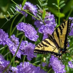 Scabiosa 'Blue Note'